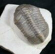 Struveaspis Trilobite From Jorf - Unique Shell Color #9249-1
